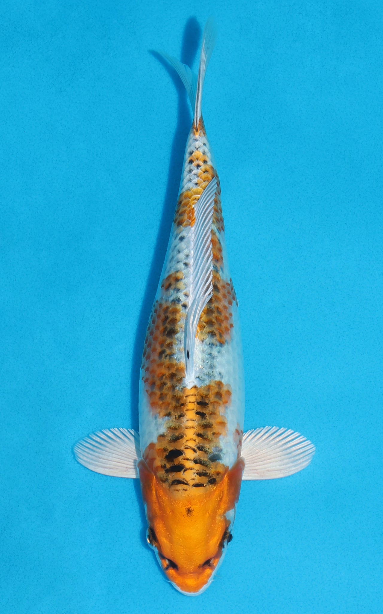 Kujaku - 28cm REF:13164