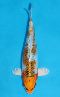 Thumbnail for Kujaku - 28cm REF:13164