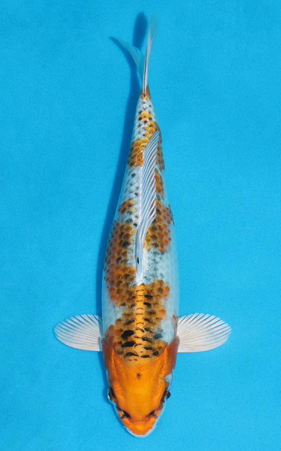 Kujaku - 28cm REF:13164