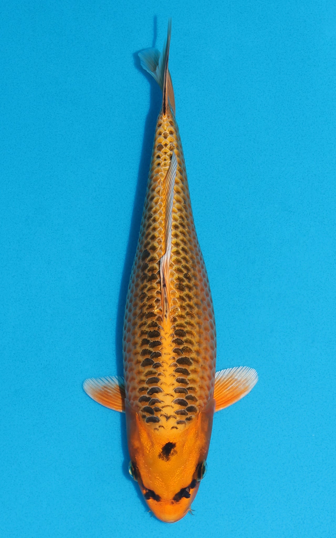 Kin Matsuba - 29cm REF:19169