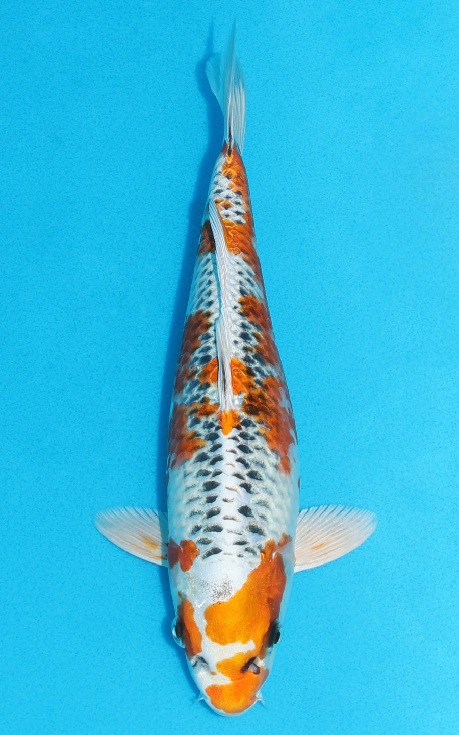 Kujaku - 26cm REF:13165