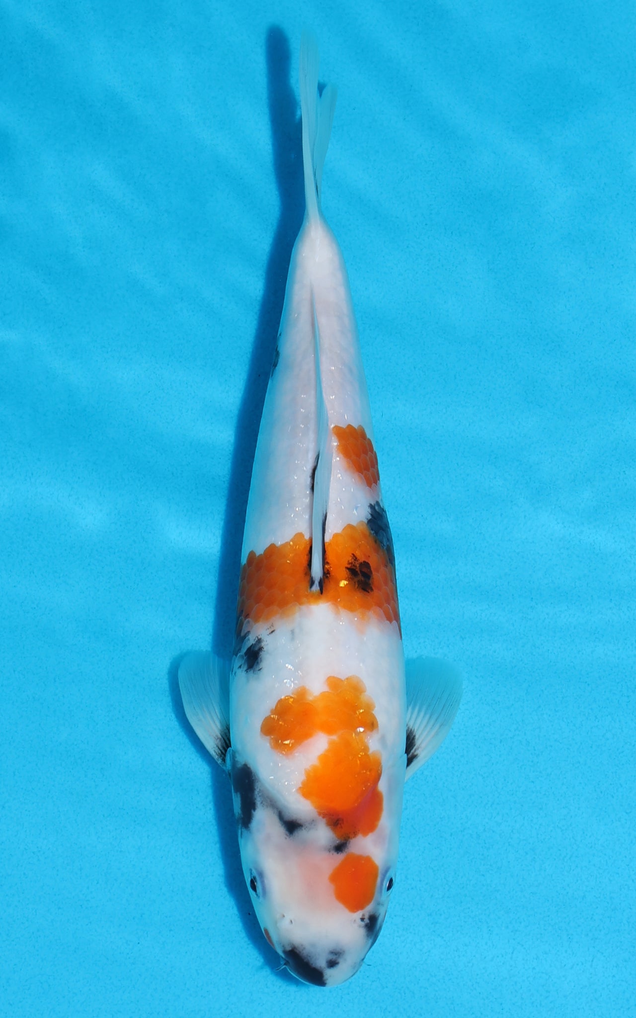 Showa - 27cm REF:13166