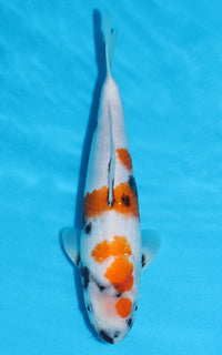 Thumbnail for Showa - 27cm REF:13166