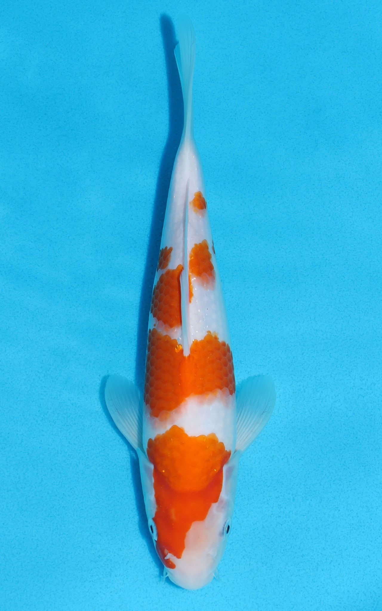 Kohaku - 27cm REF:13167