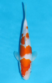 Thumbnail for Kohaku - 27cm REF:13167