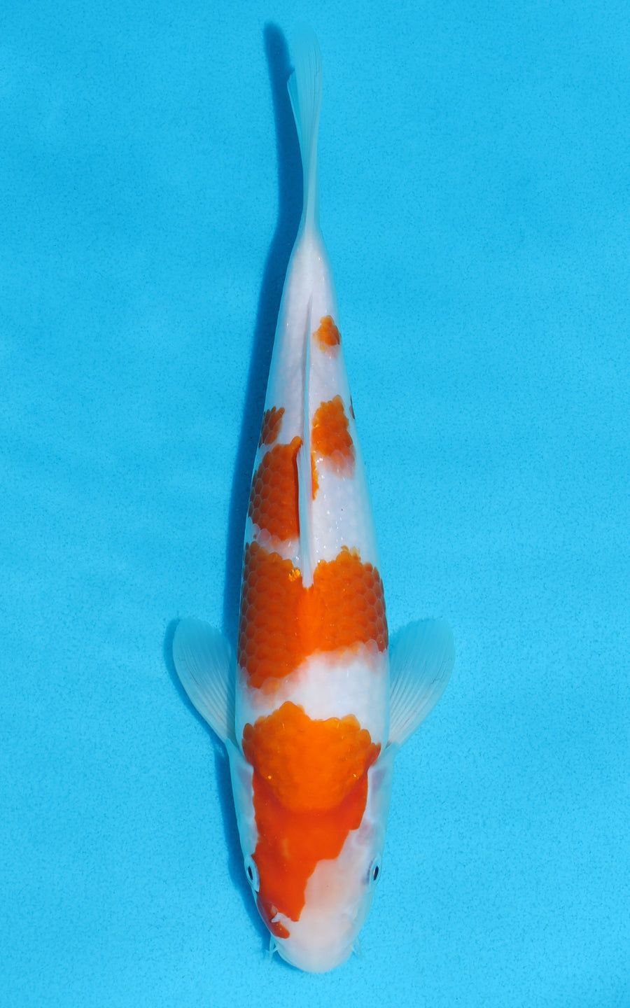 Kohaku - 27cm REF:13167