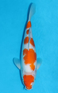 Thumbnail for Kohaku - 31cm REF:13168