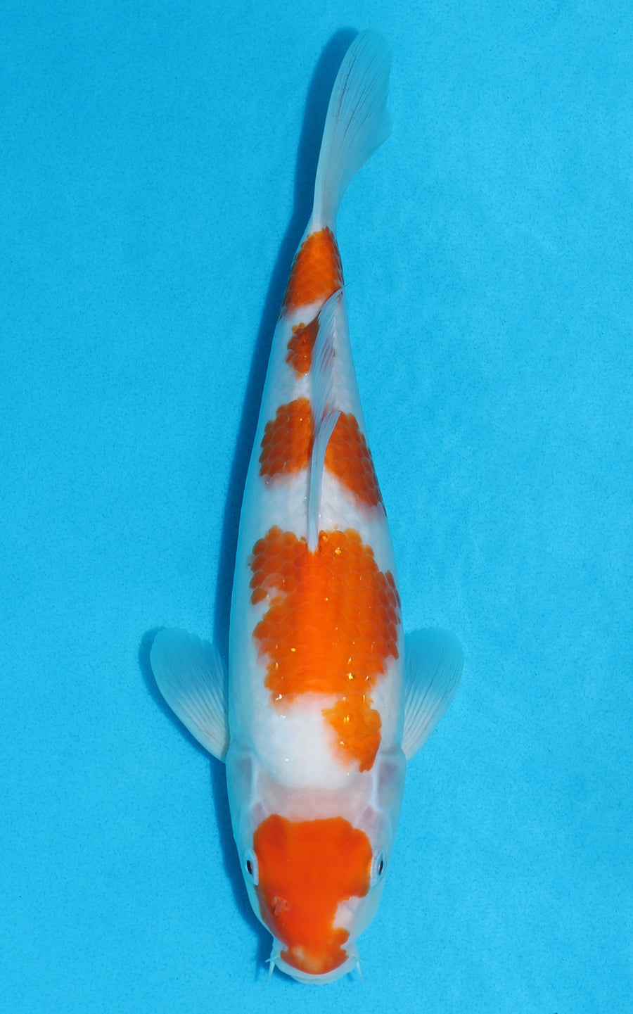 Kohaku - 31cm REF:13168