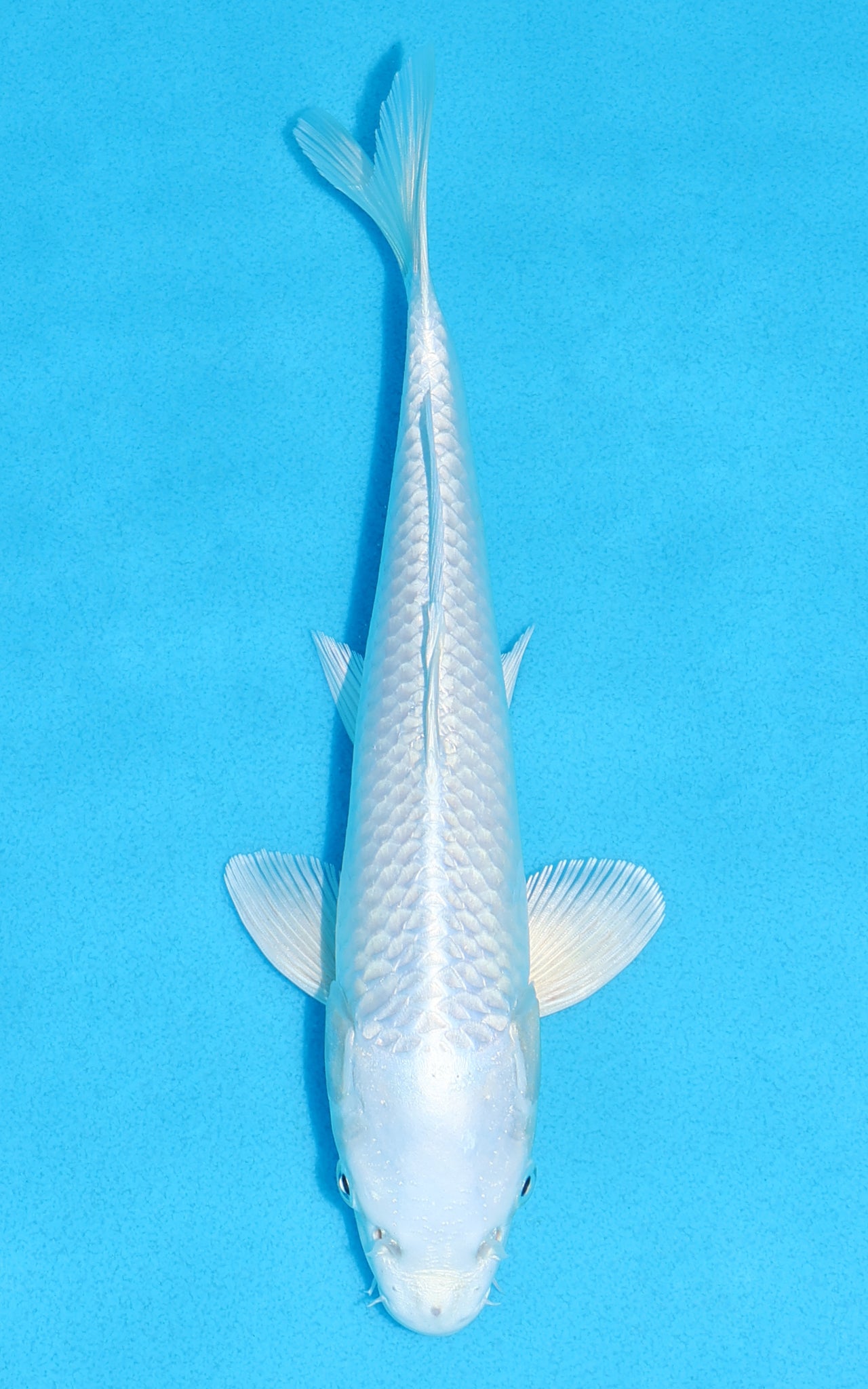 Platinum Ogon - 22cm REF:70444