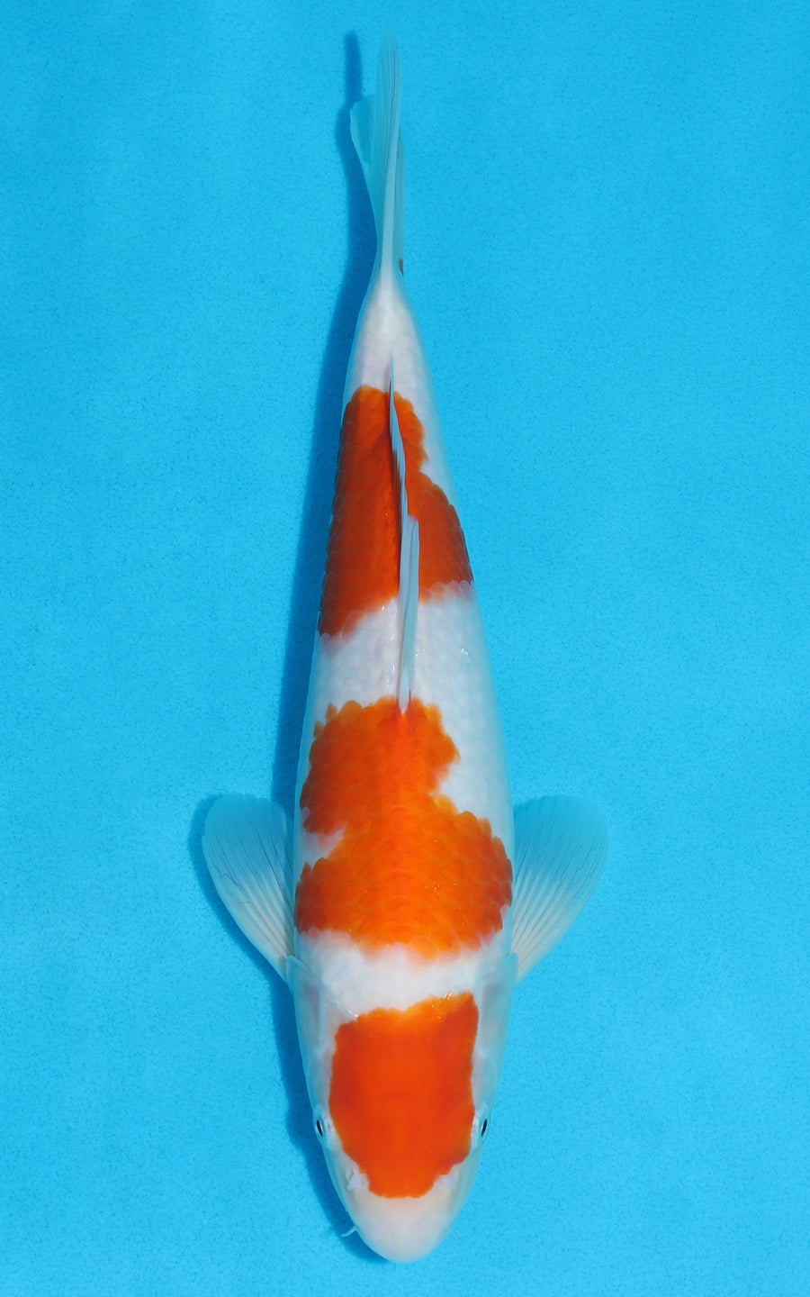 Maruten Kohaku - 32cm REF:19170