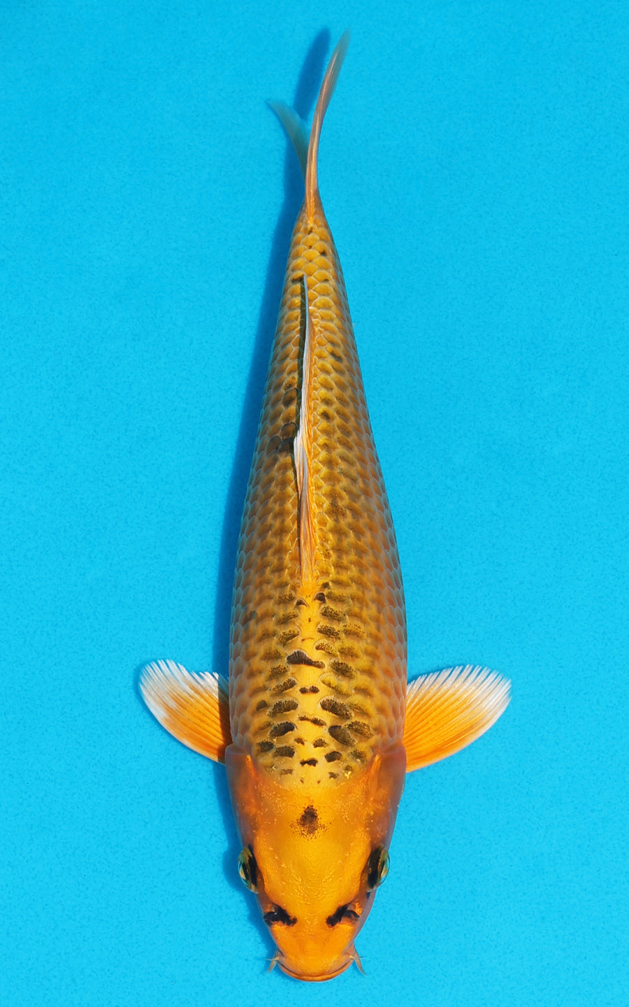 Kin Matsuba - 26cm REF:13170