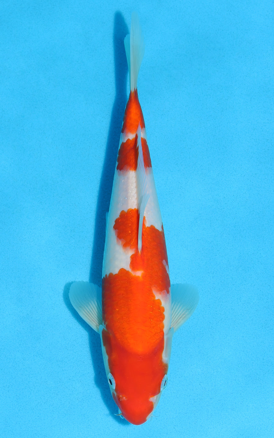 Kohaku - 27cm REF:13171