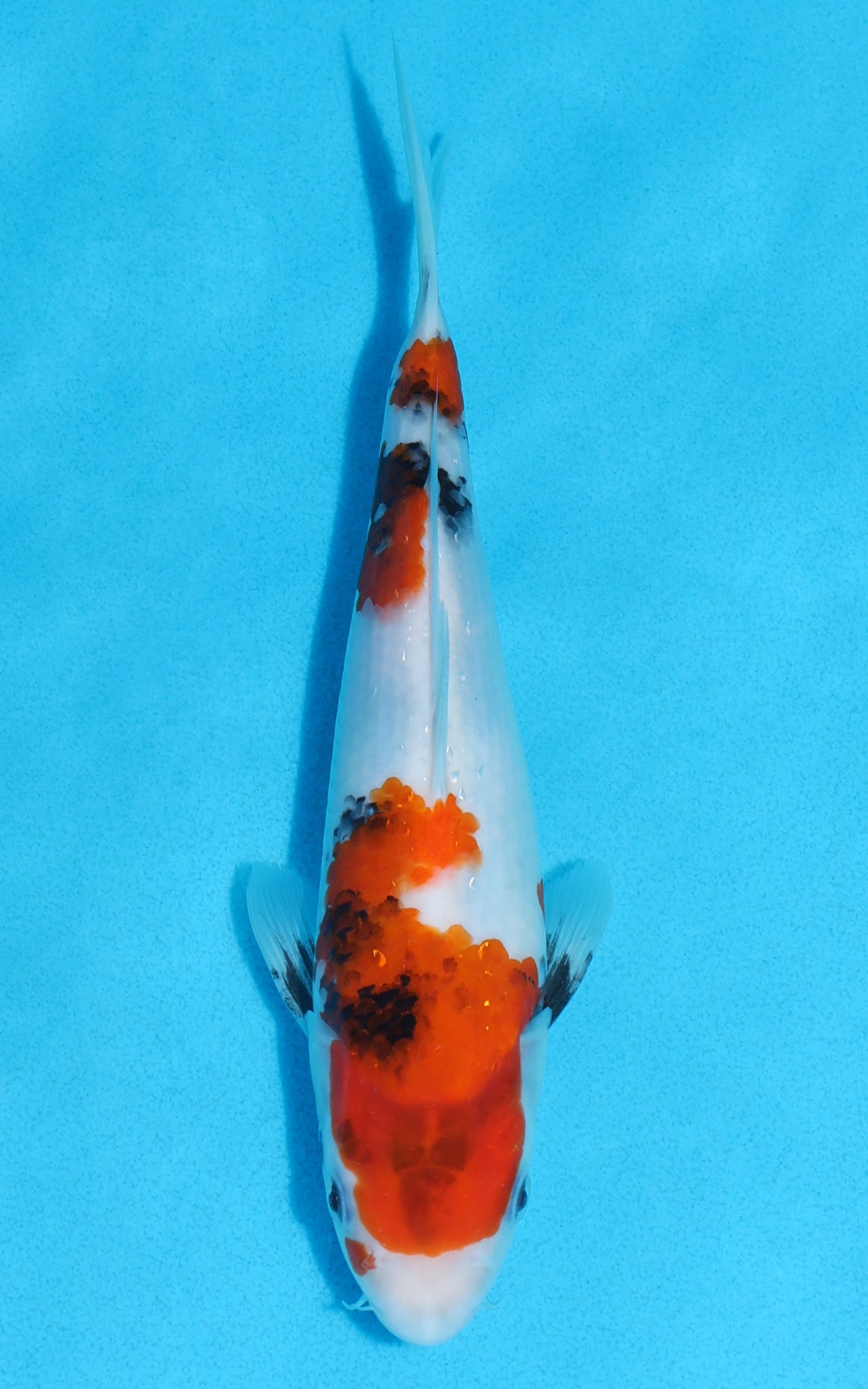 Showa - 23cm REF:70126