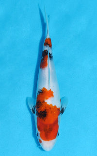 Thumbnail for Showa - 23cm REF:70126