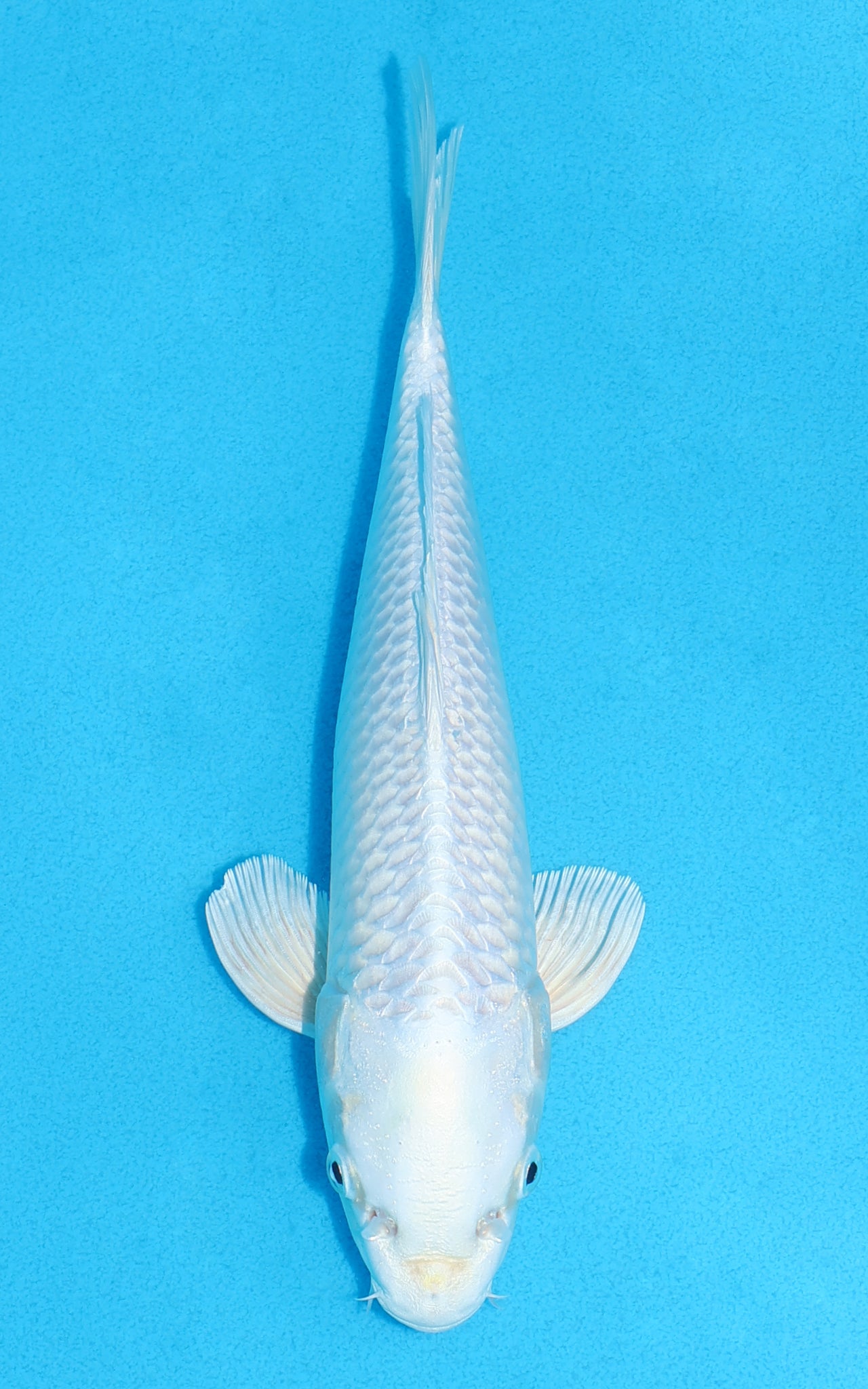 Platinum Ogon - 25cm REF:70445