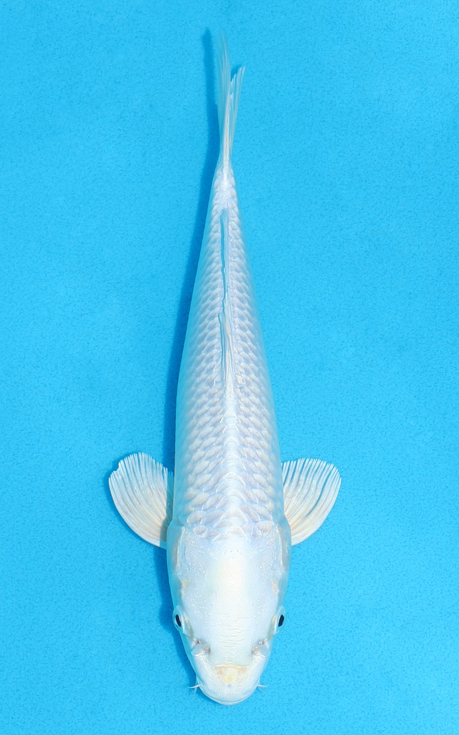 Platinum Ogon - 25cm REF:70445