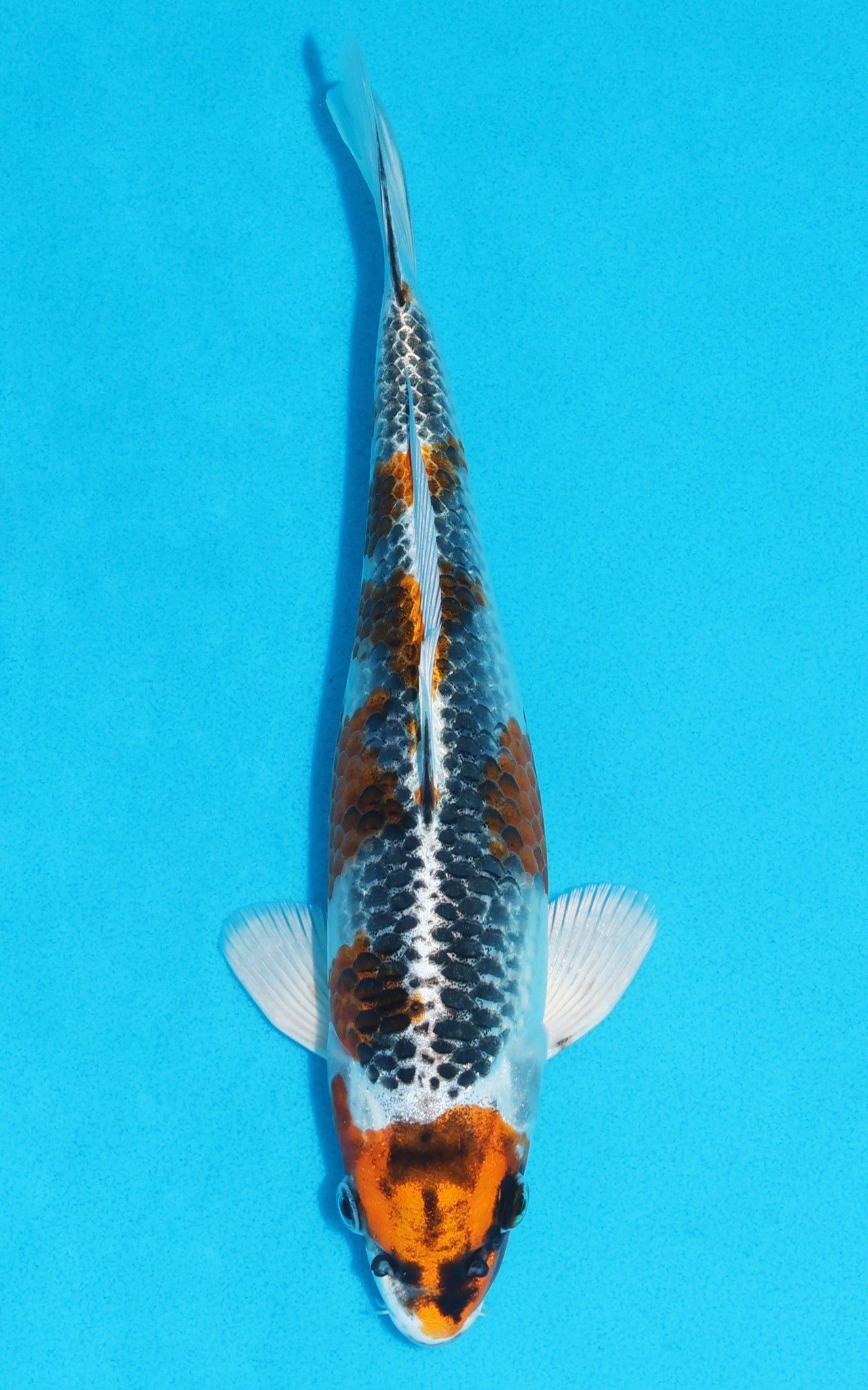 Kujaku - 26cm REF:13173