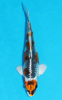 Thumbnail for Kujaku - 26cm REF:13173