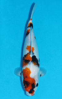 Thumbnail for Showa - 31cm REF:19171