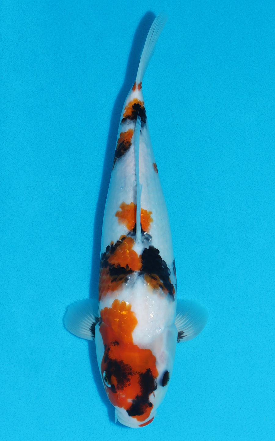 Showa - 31cm REF:19171