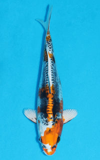 Thumbnail for Doitsu Kujaku - 27cm REF:13174