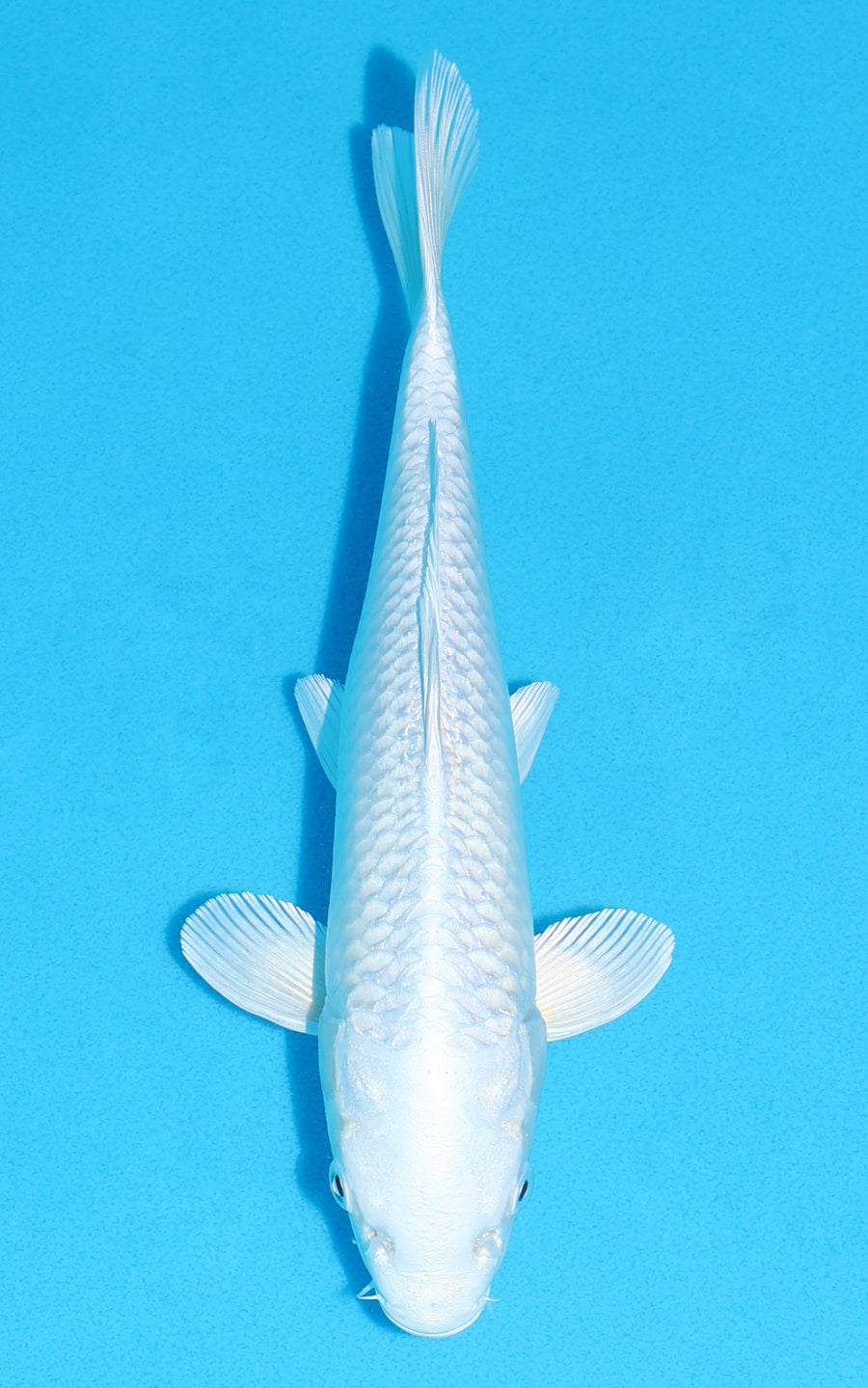 Platinum Ogon - 26cm REF:13532