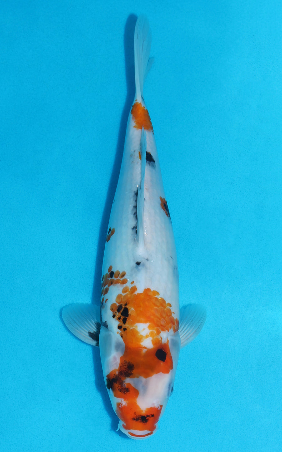 Showa - 31cm REF:13175