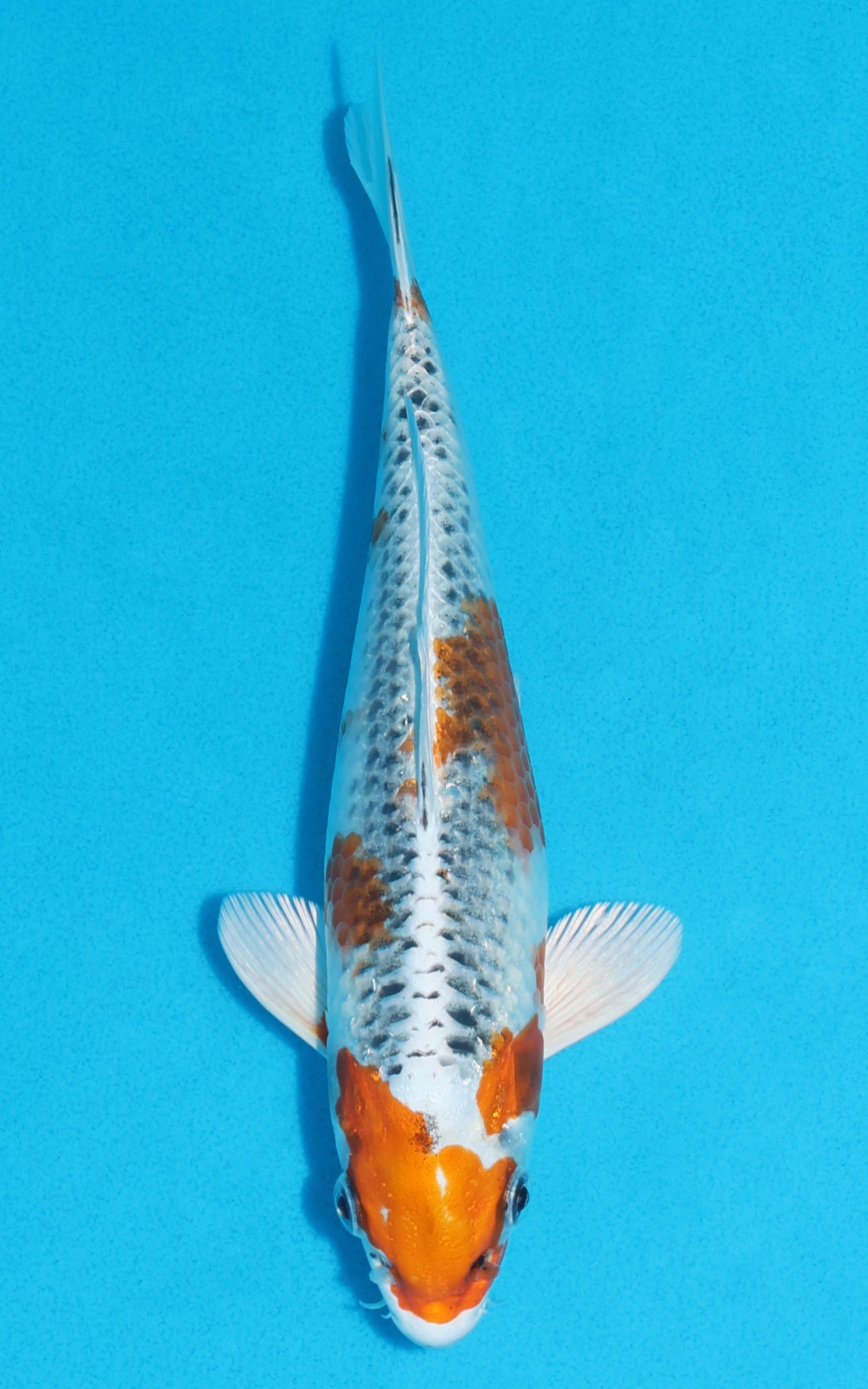 Kujaku - 23cm REF:70127