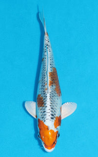 Thumbnail for Kujaku - 23cm REF:70127