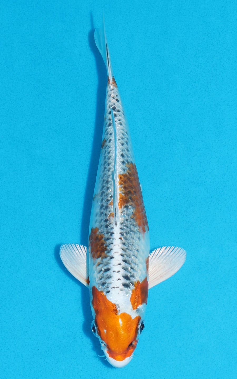 Kujaku - 23cm REF:70127