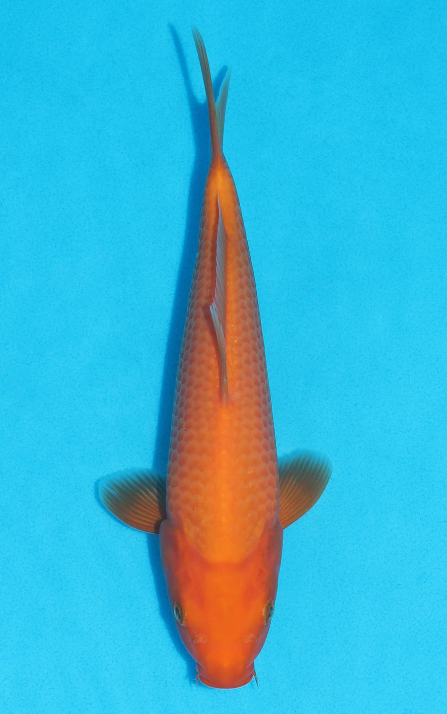 Benigoi - 26cm REF:13176