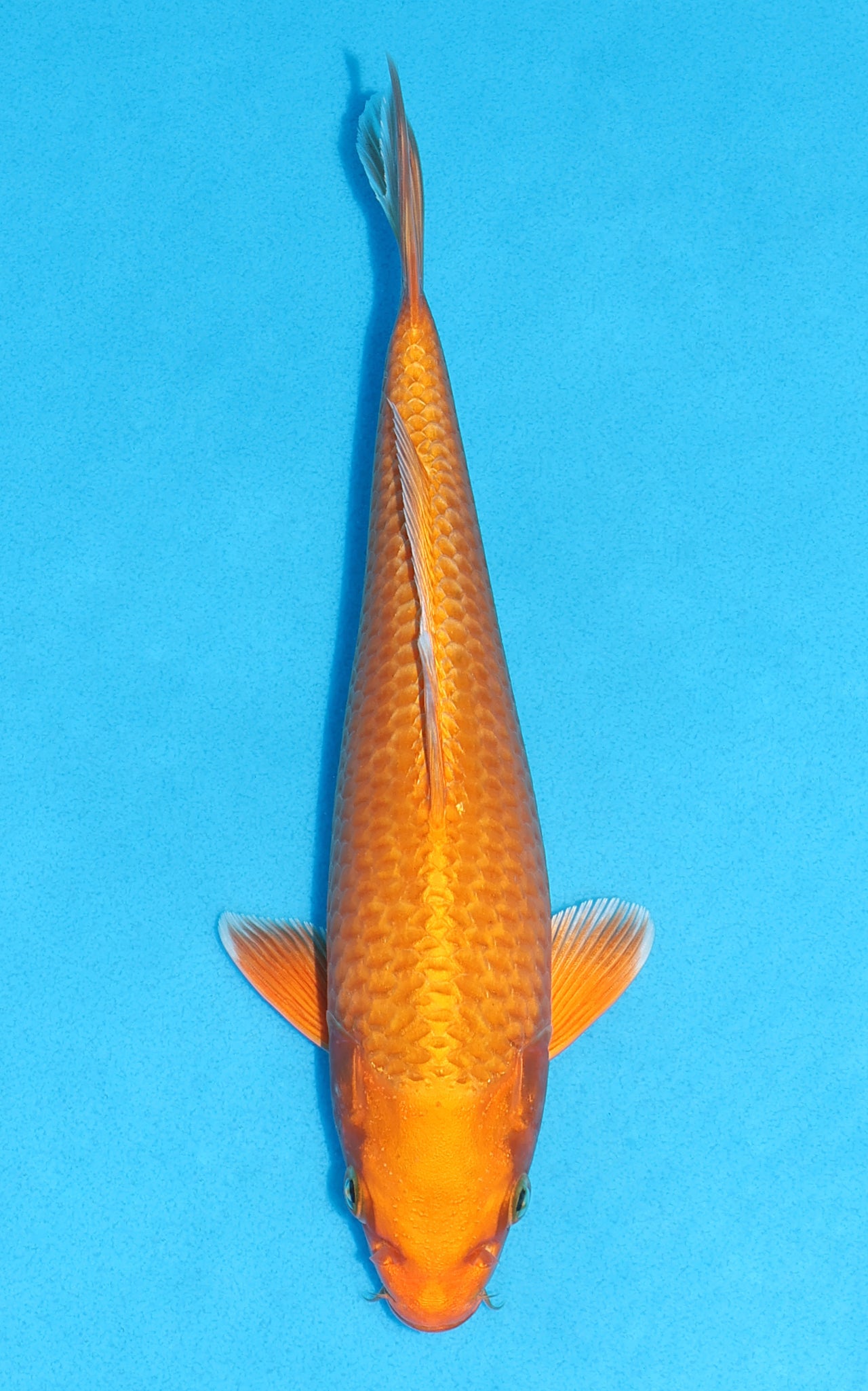 Orenji Ogon - 24cm REF:13534
