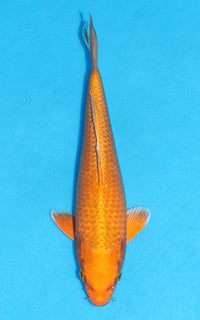 Thumbnail for Orenji Ogon - 24cm REF:13534