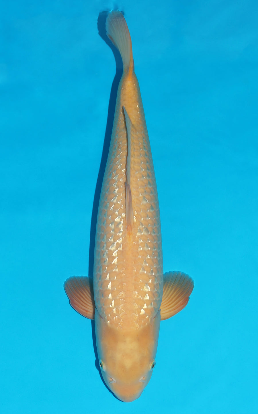 Gin Rin Karashigoi - 60cm REF:420