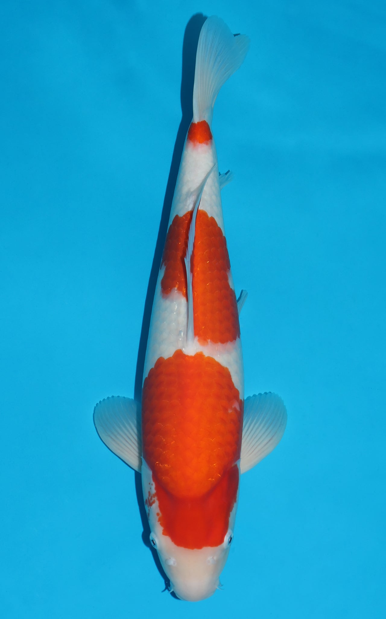 Kohaku - 52cm REF:425