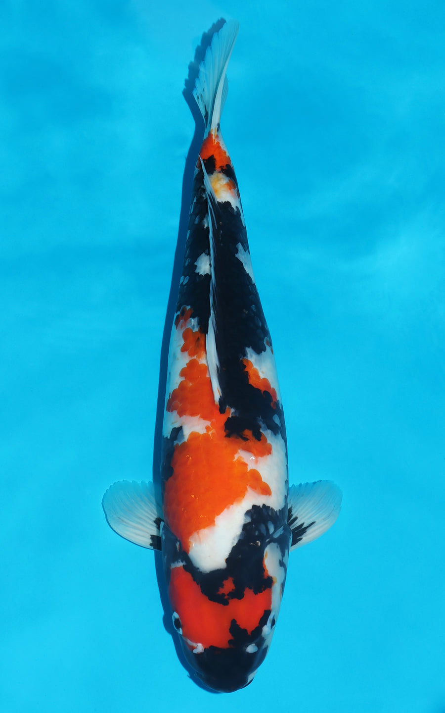 Showa - 52cm REF:426