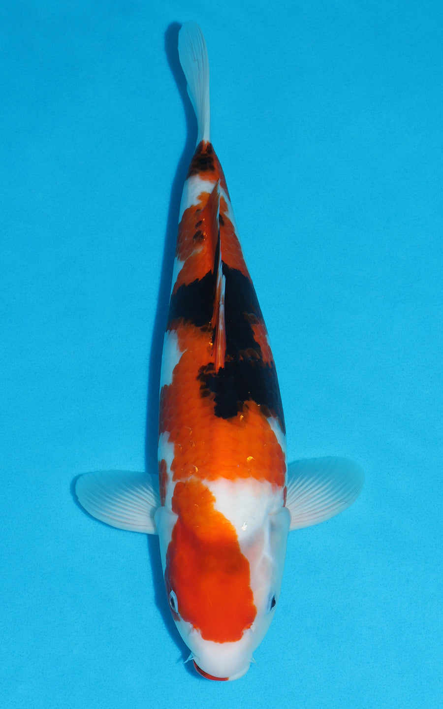 Showa - 40cm REF:29168