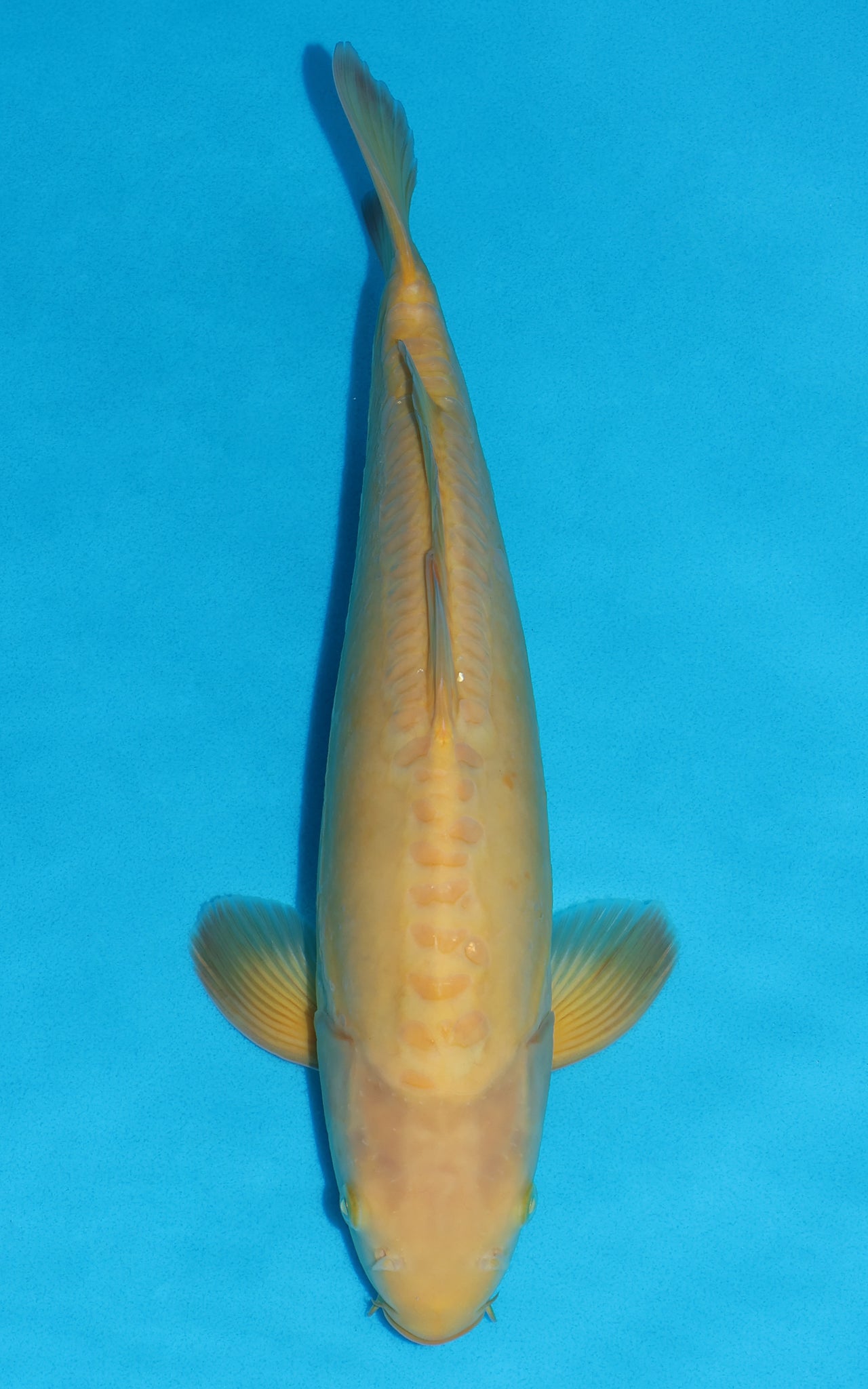 Doitsu Karashigoi - 42cm REF:39107