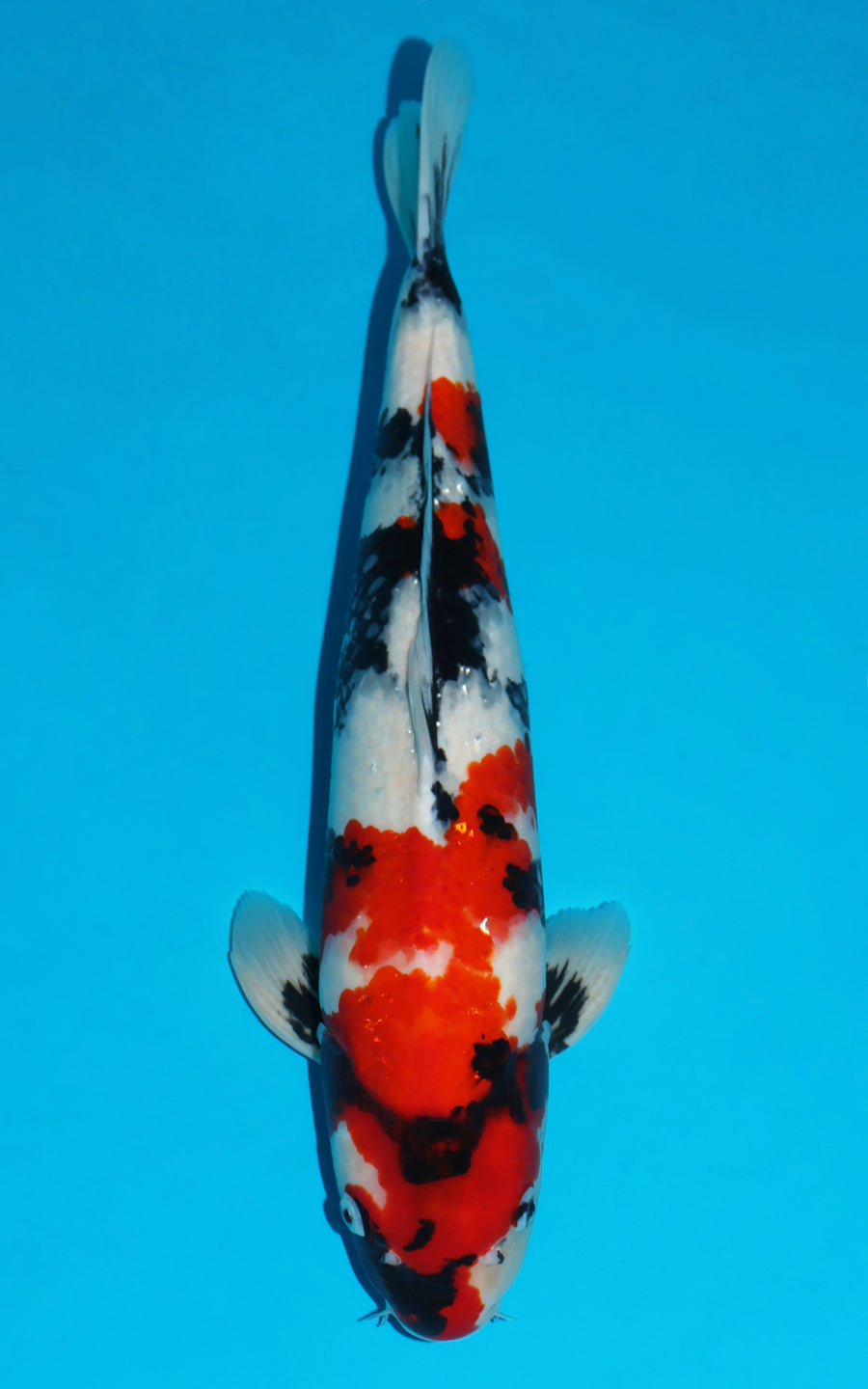 Showa - 51cm REF:429