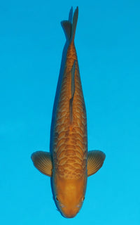 Thumbnail for Aragoke Karashigoi - 51cm REF:430