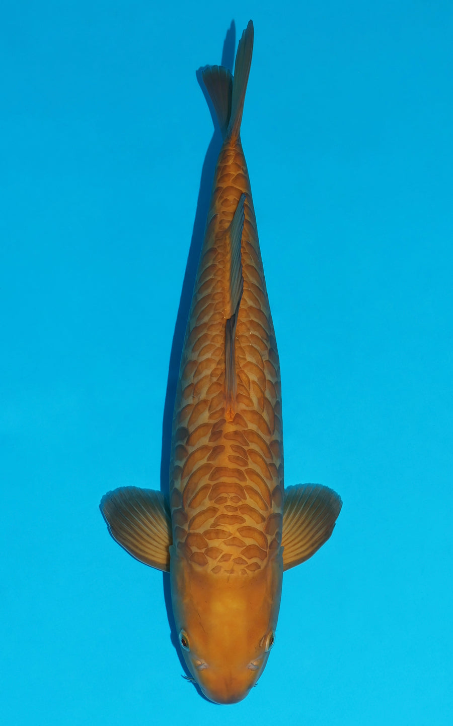 Aragoke Karashigoi - 51cm REF:430