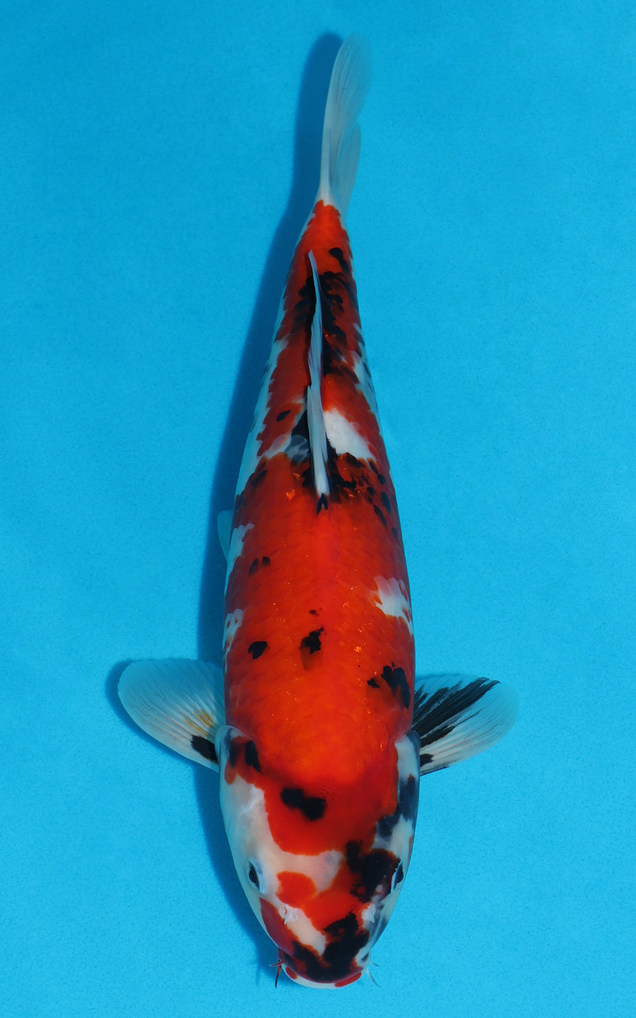 Showa - 39cm REF:29170