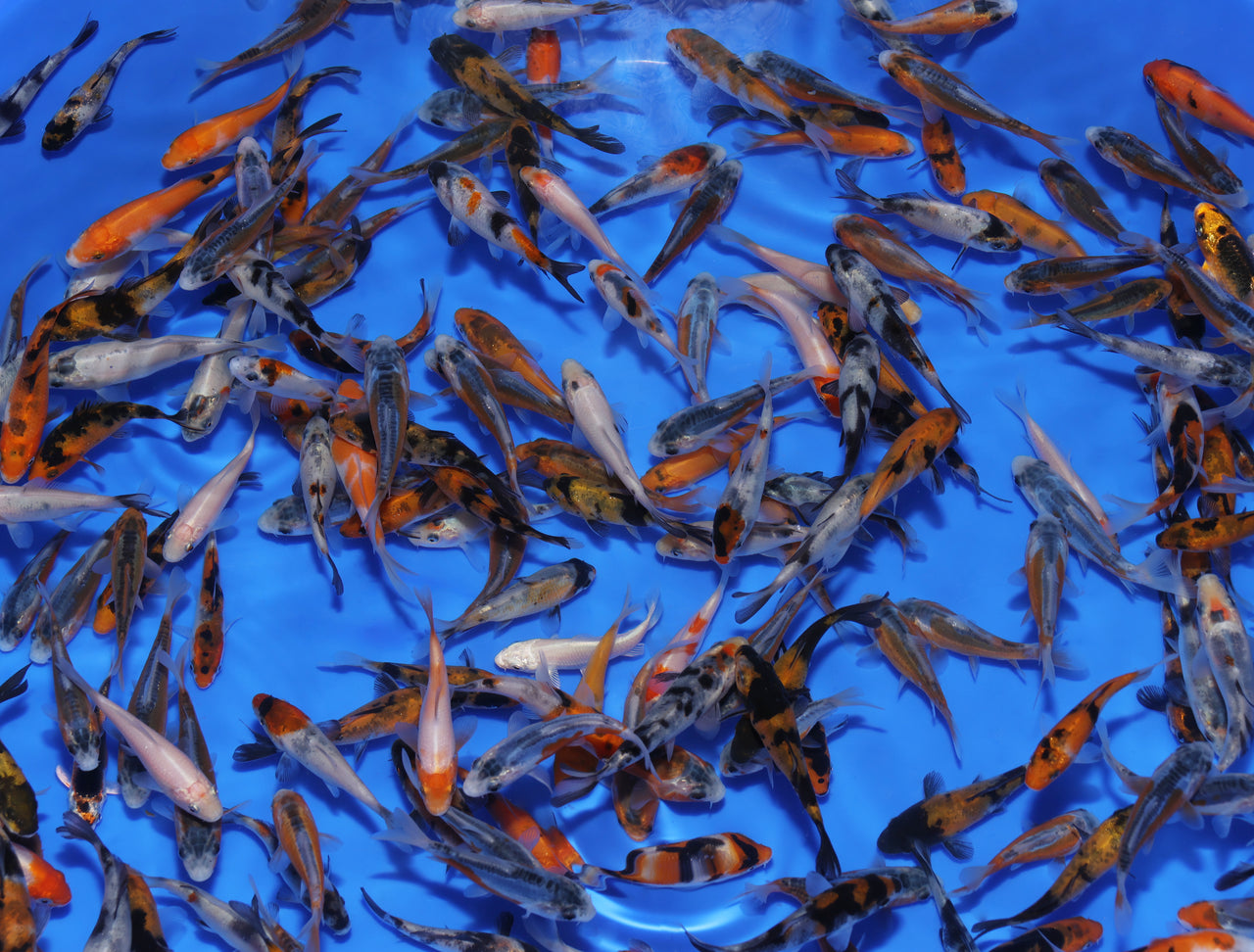 2-3" Koi Mix
