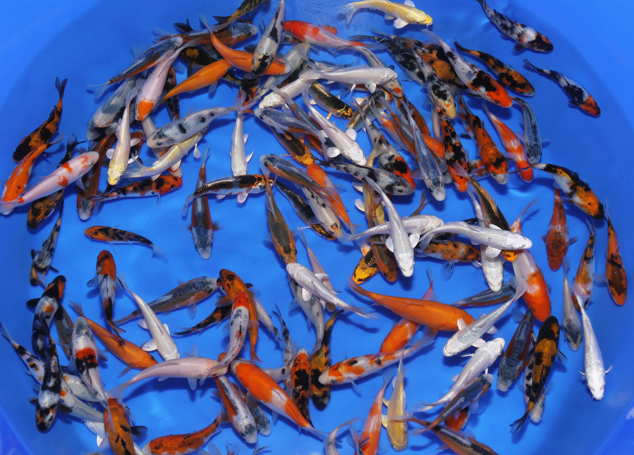 3-4" Koi Mix