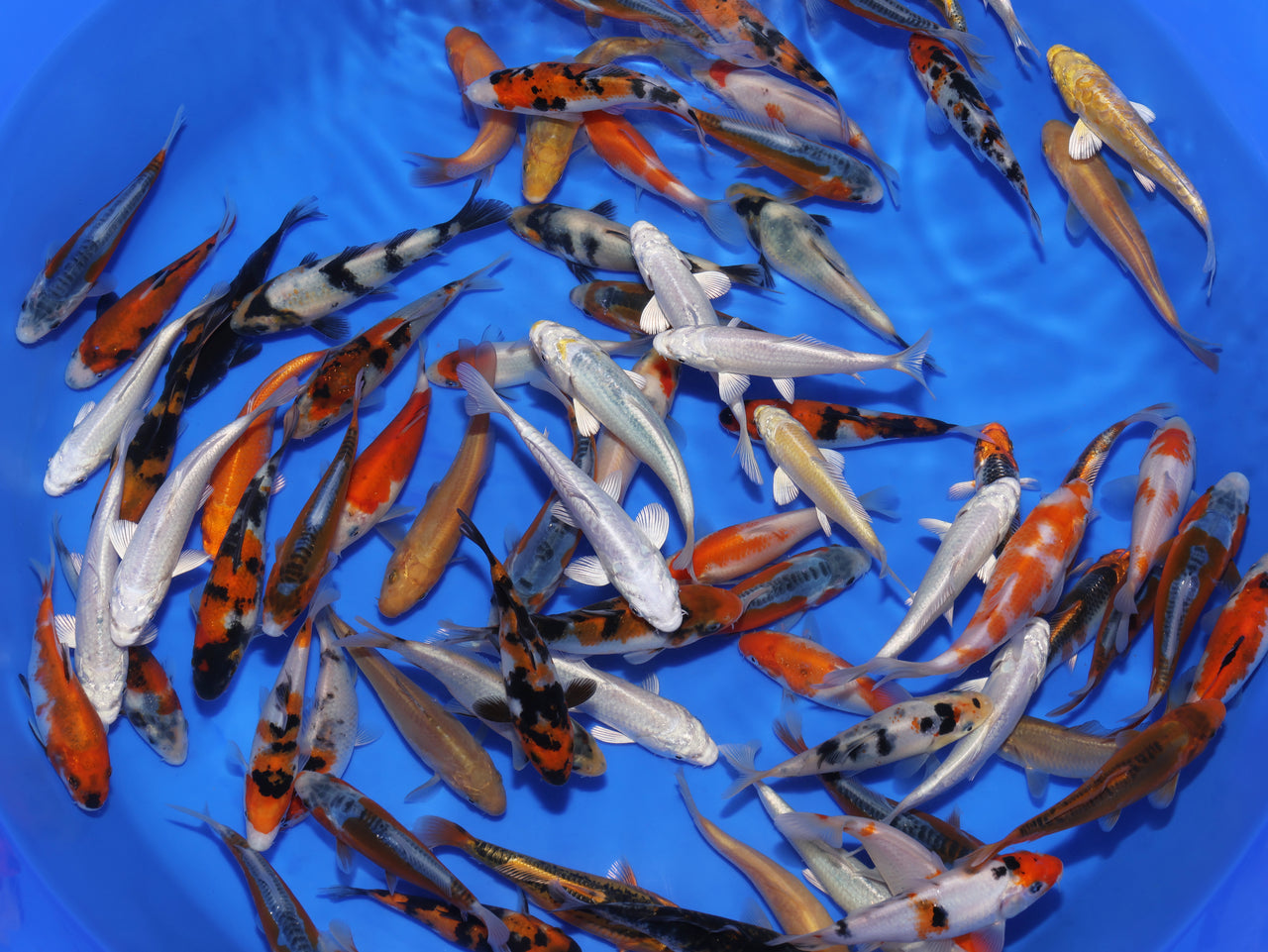 4-5" Koi Mix