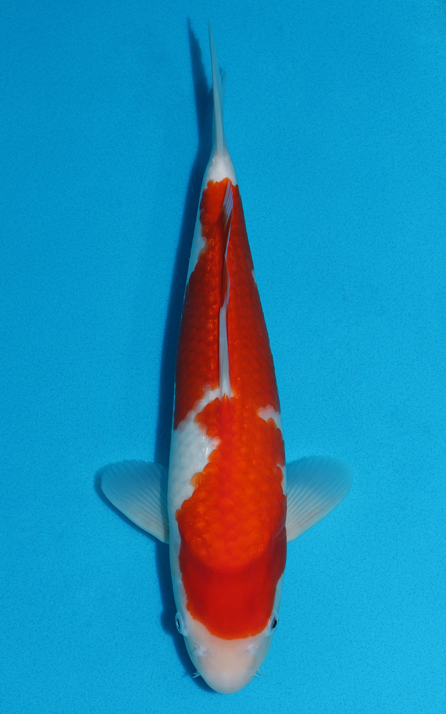 Kohaku - 35cm REF:19172