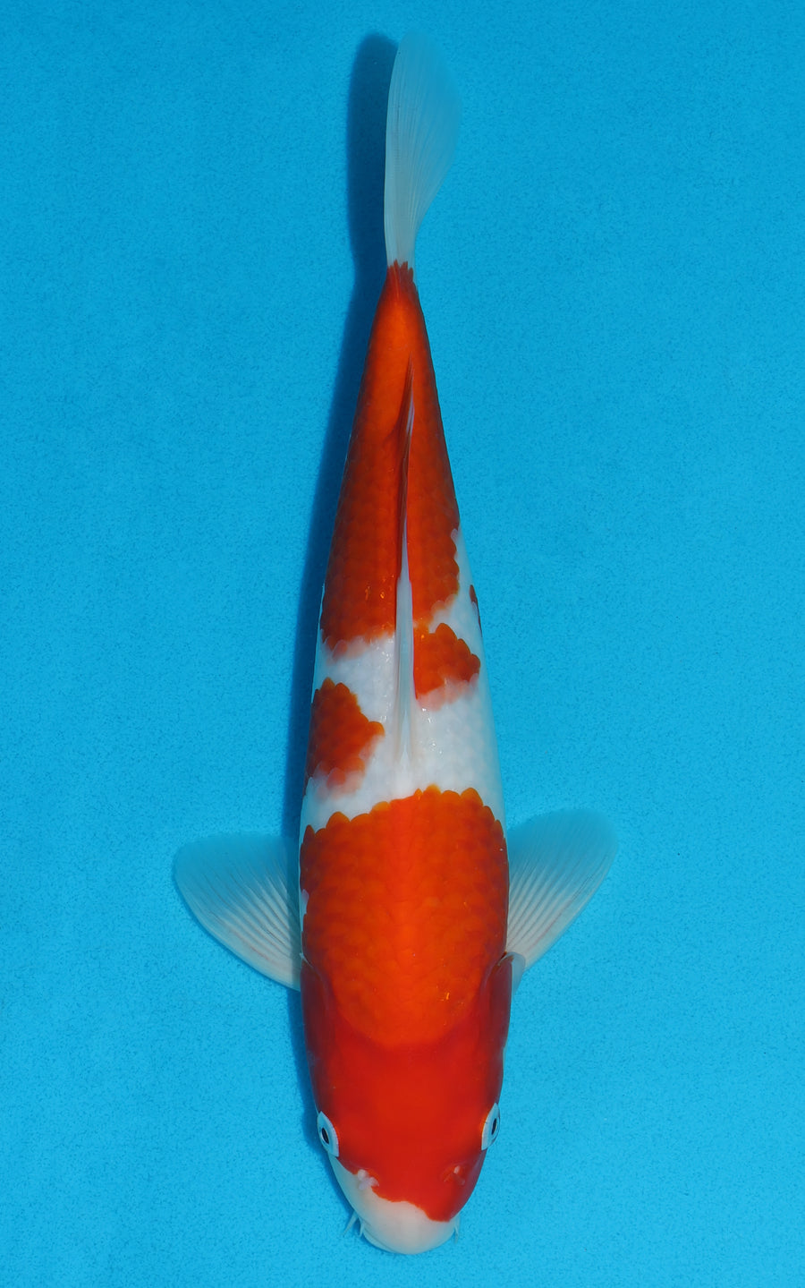Kohaku - 32cm REF:19174