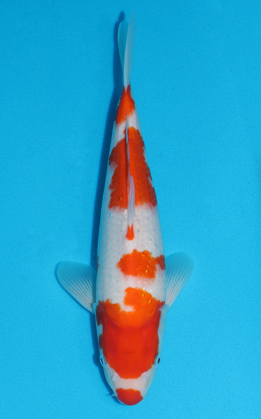 Kohaku - 34cm REF:19177