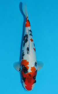 Thumbnail for Showa - 30cm REF:19178