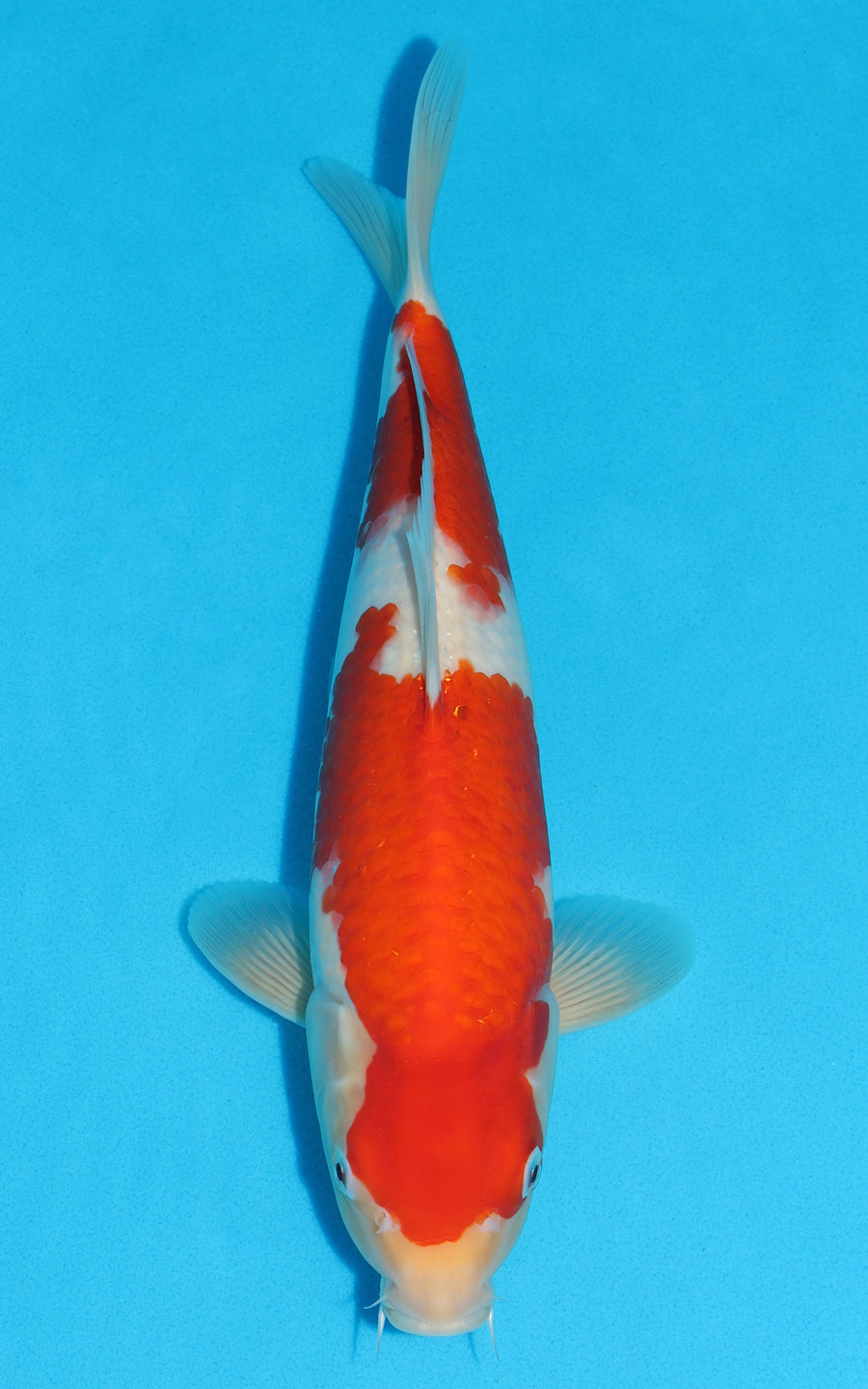 Kohaku - 36cm REF:29181